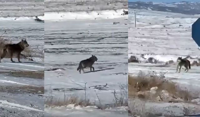 Kırşehir Çiçekdağı’nda kar sonrası kurtlar yerleşim alanına indi