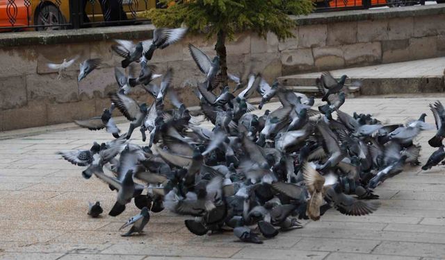 Tarihi Kapucu Camii Güvercinlerle Şenleniyor