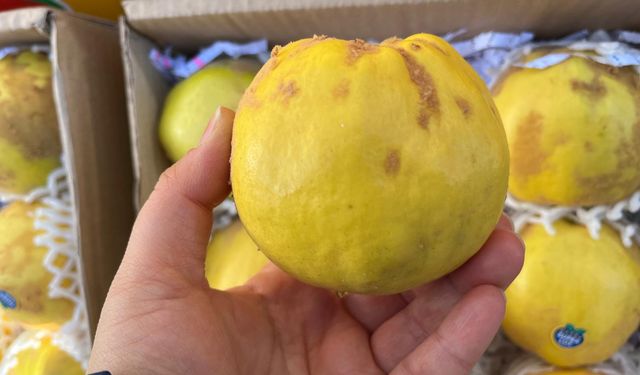 Kilosu 160 TL’ye dayandı