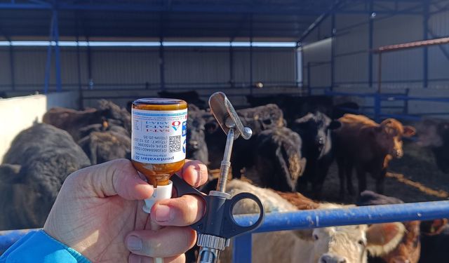 Kırşehir’de Şap Aşılama Çalışmaları Sürüyor