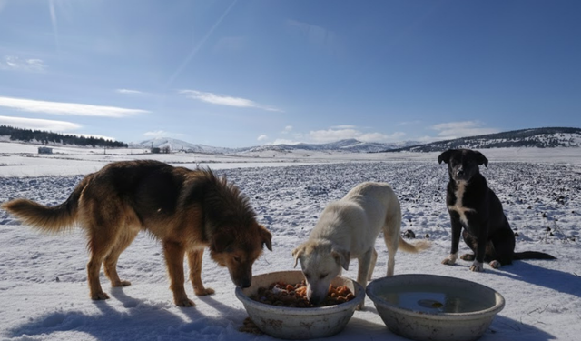 Kırşehir’de Soğuk Hava Sokak Hayvanlarını Tehdit Ediyor