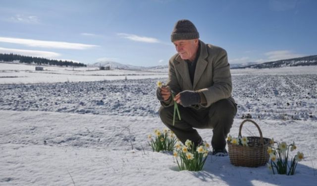 Kırşehir'de nergiz tezgâhlara çıkmadı