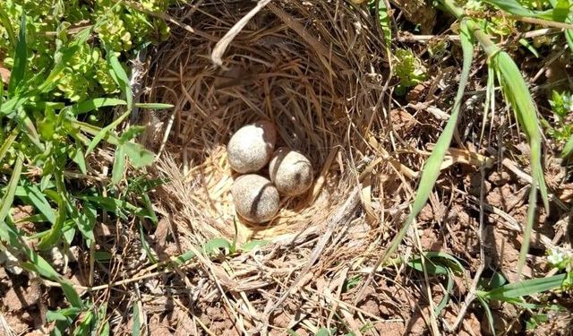 Kervansaray Dağları'nda Tarla Kuşlarının Muazzam Doğumu!