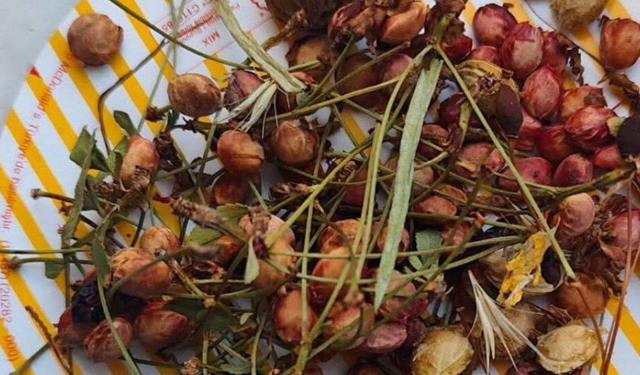 Çöpe Değil Toprağa: Kırşehir’de Meyve Çekirdeği Biriktirme Projesi Başlatıldı
