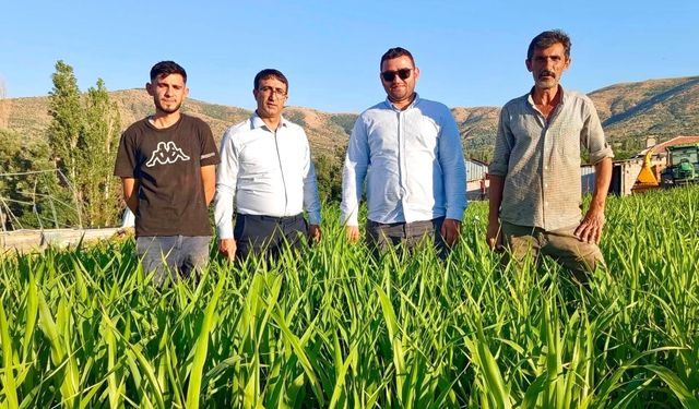 Kırşehir’de kuraklığa dayanıklı yem bitkisi umut oldu