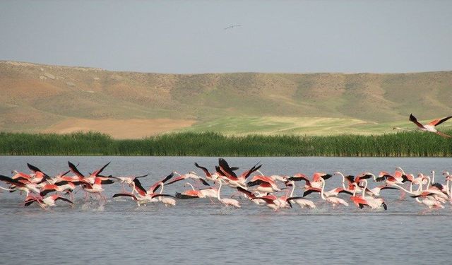 Kırşehir’de Flamingolar Seyfe Gölü’nü Renklendirdi