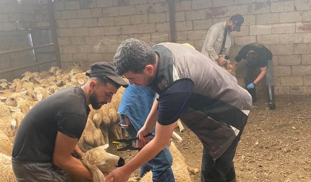 Kırşehir’de Hayvan Sağlığı İçin Saha Çalışmaları Sürüyor
