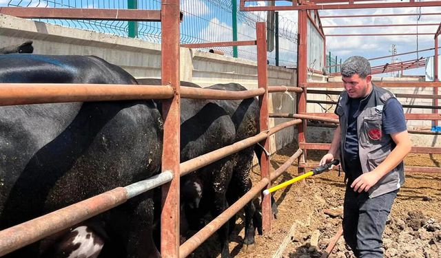 Kırşehir’de hayvancılığa saha kalkanı: Ekipler üreticinin yanında