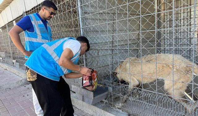 Kırşehirli Gençler Barınaktaki Hayvanların İmdadına Yetişti