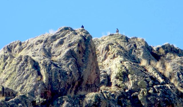 Kırşehir’de yaban hayatına sıkı takip