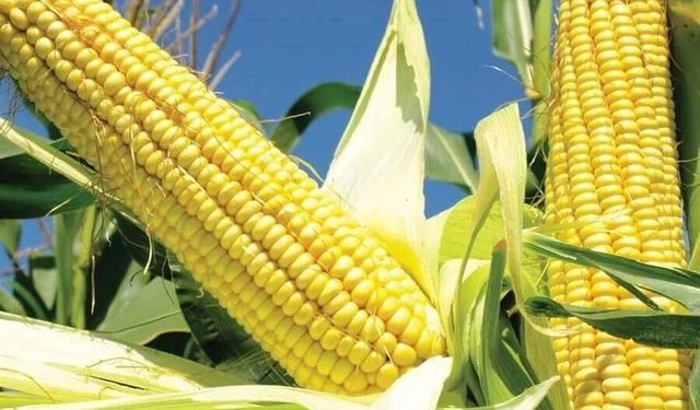 Mısır Püskülü Çayı Ne İşe Yarar? İşte Çayından Bahçeciliğe Mucizevi Etkileri