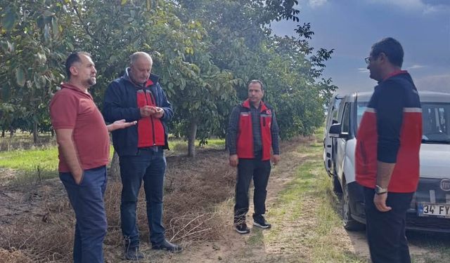 Kırşehir’in ceviz diyarı Kaman’da hasat mesaisi başladı