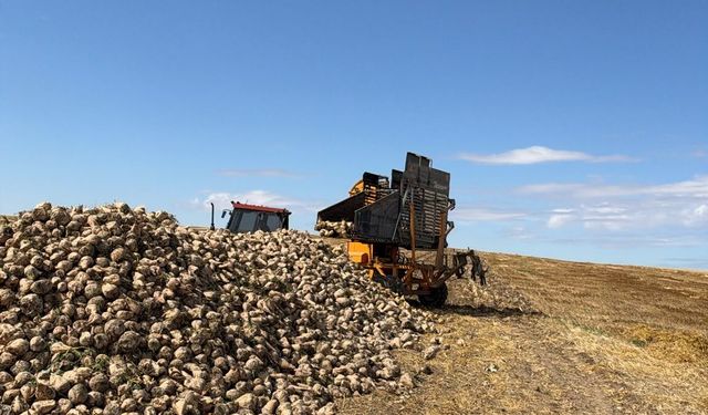 Kuruağıl köyünde pancar hasadı başladı, verim açıklandı