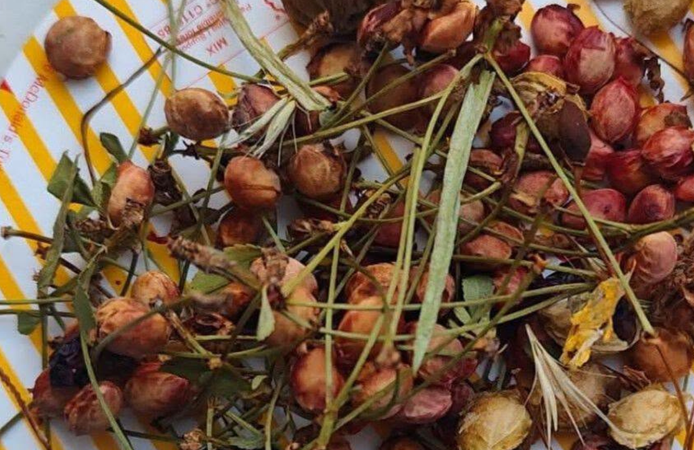 Çöpe Değil Toprağa: Kırşehir’de Meyve Çekirdeği Biriktirme Projesi Başlatıldı