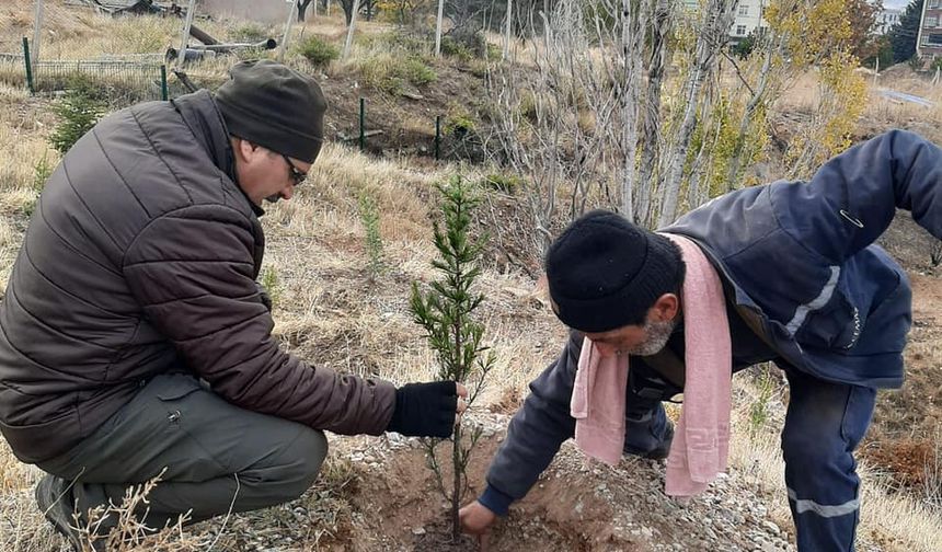 Kırşehir’de 500 fidan toprakla buluştu