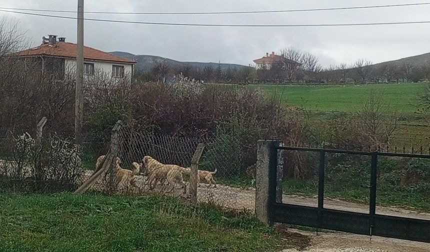 Akpınar halkı başıboş köpeklerden tedirgin