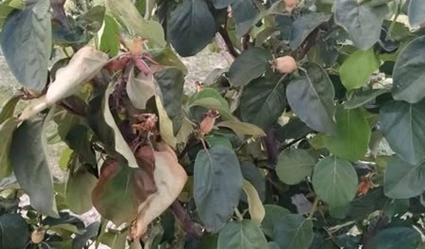 Manisa’da üreticilere ‘ateş yanığı’ uyarısı