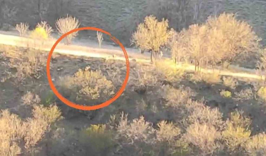 Yüksekova’da domuz sürüsü görüntülendi