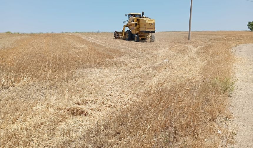 Ulupınar'da hasat zamanı!