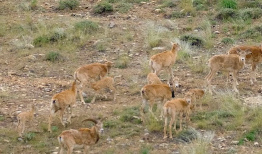 Anadolu yaban koyunları yavrularıyla çoğalıyor