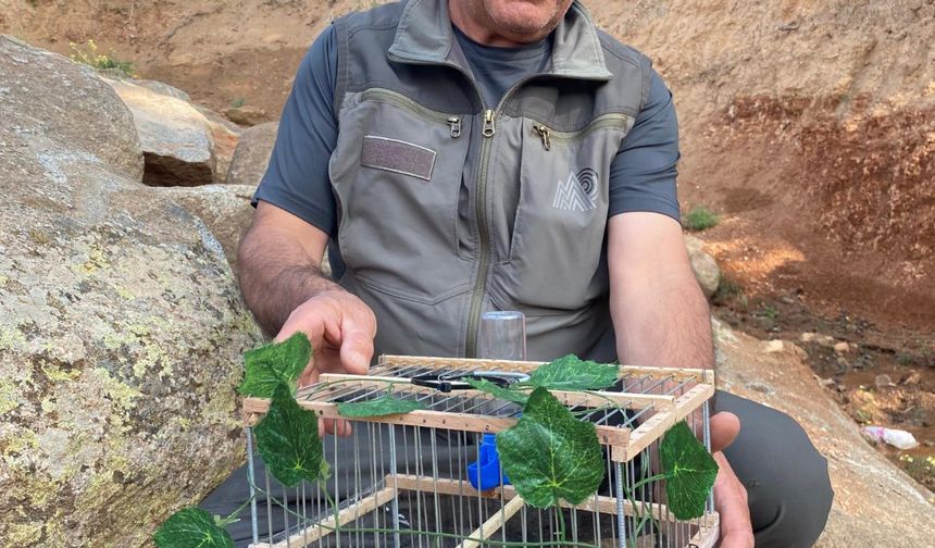 Yasa dışı kuş ticareti engellendi, kuş doğal alanına bırakıldı