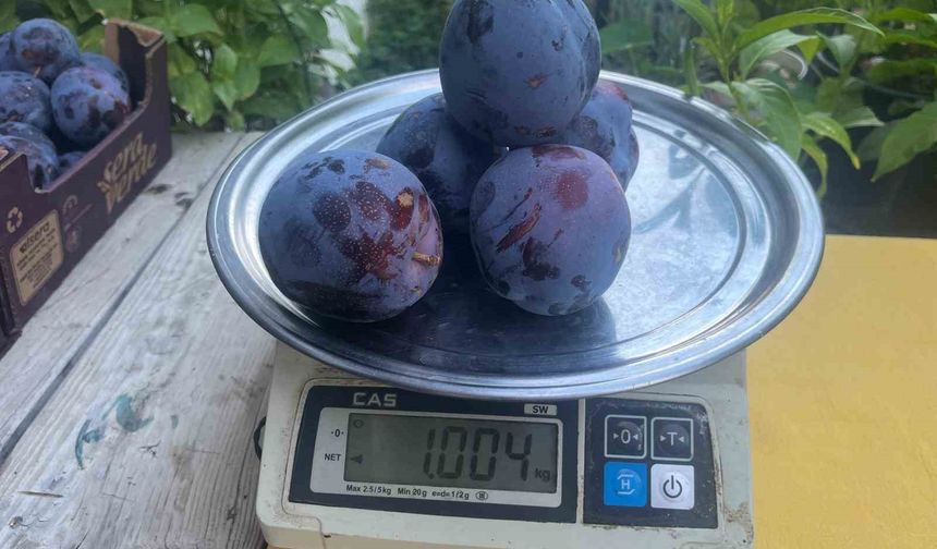 5 tanesi 1 kilo geliyor