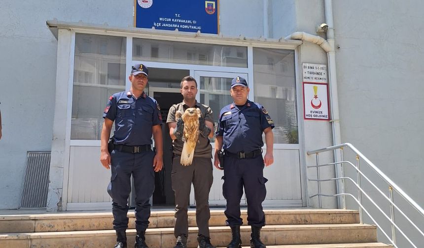 Mucur’da yaralı Kızıl Şahin, vatandaşların desteğiyle kurtarıldı