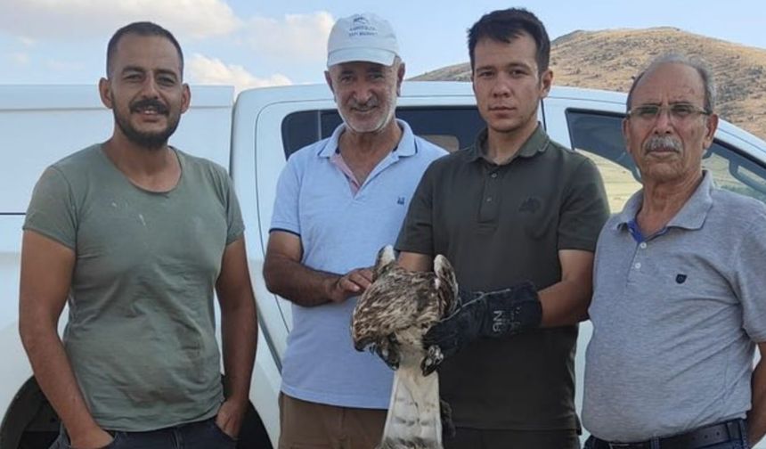 Kırşehir’de yaralı yılan kartalı kurtarıldı
