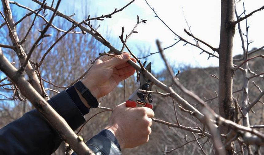 Kırşehir’de bahçıvanlara uyarı: Sonbaharda budama yapmayın!