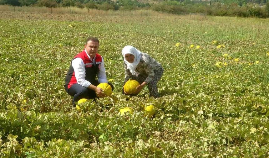 Yayla Kavunu Ata Tohumuyla Yaşıyor