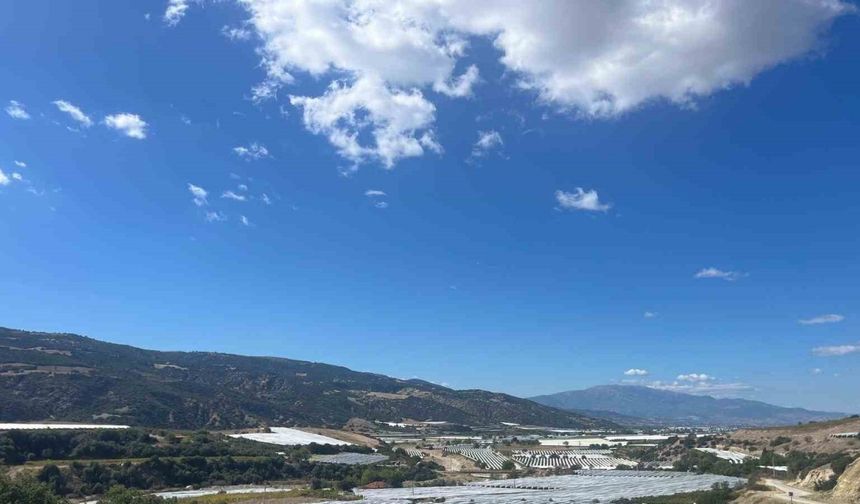 Sultaniye Üzümleri Örtü Altında Korunuyor