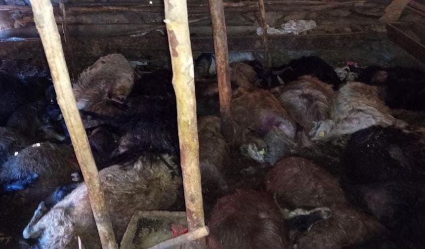 Yıldırım Düşen Ağılda 45 Küçükbaş Hayvan Telef Oldu