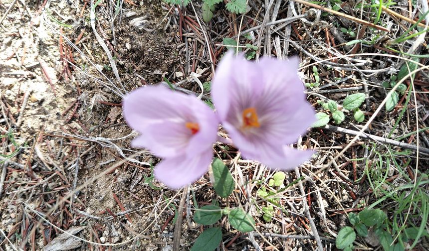 Bozkırın kalbinde mucize: Aşıkpaşa’da çiğdemler kışı müjdeledi