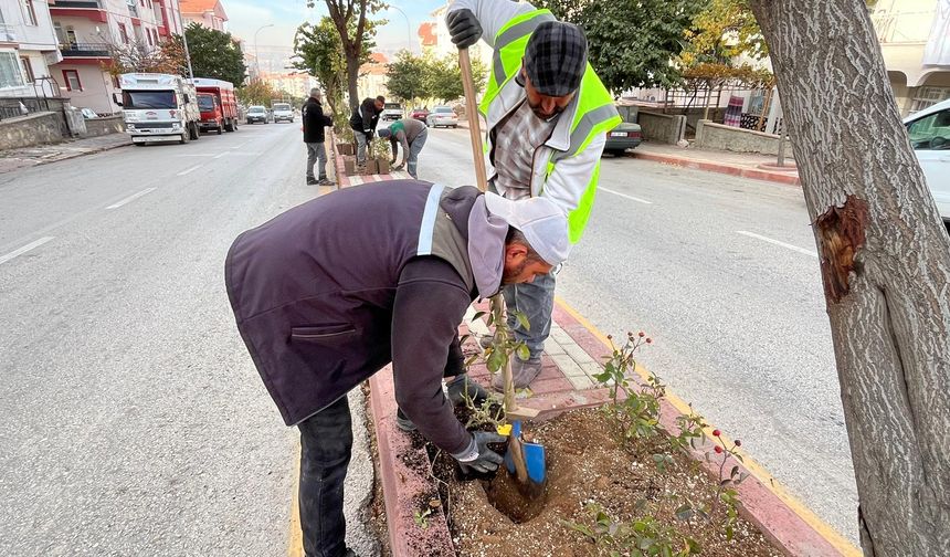 Kırşehir’in orta refüjleri güllerle güzelleşiyor