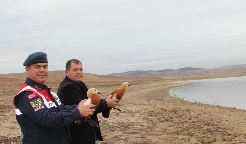 Koruma Altındaki Angıt Kuşları Doğaya Bırakıldı