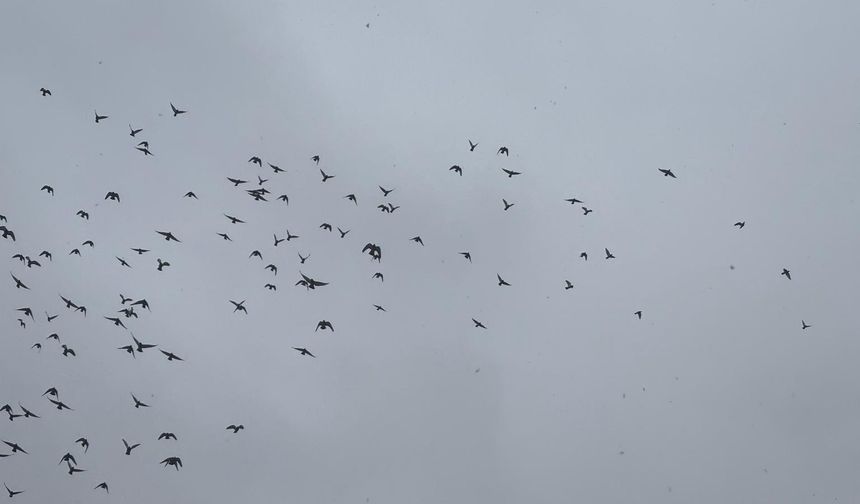 Kırşehir'de Binlerce Kuşun Dansı Görenleri Büyüledi!