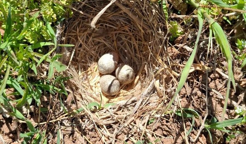 Kervansaray Dağları'nda Tarla Kuşlarının Muazzam Doğumu!