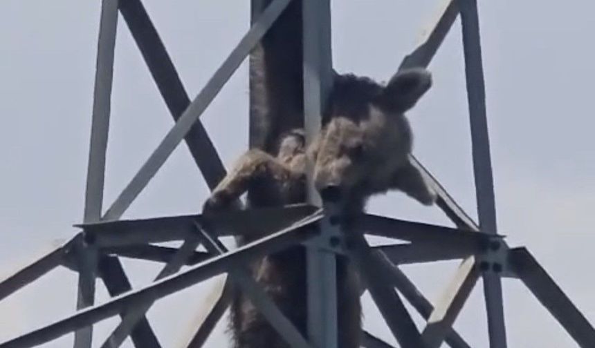 Elektrik Direğine Tırmanan Ayı Akıma Kapıldı!