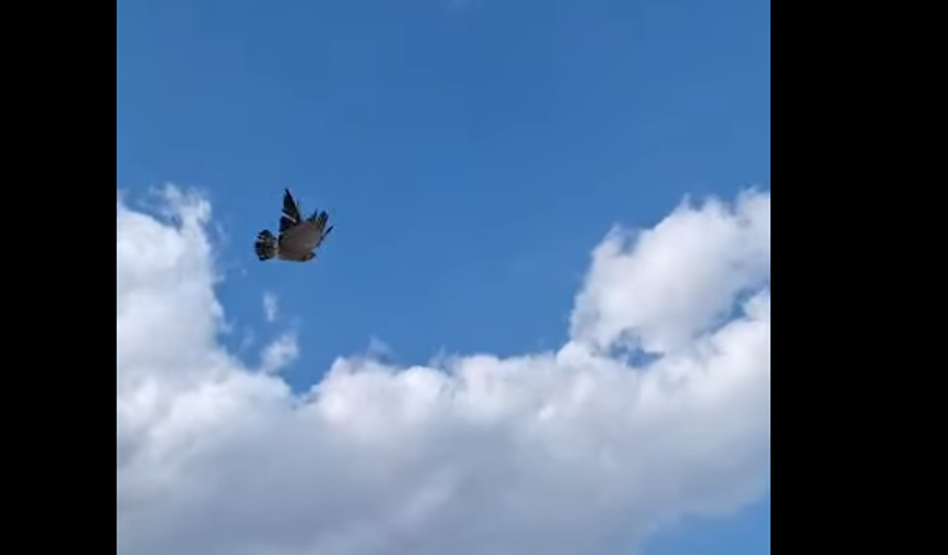 Tedavisi tamamlandı, uçma yetisini kazandı
