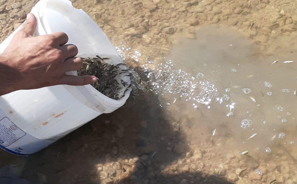 Kırşehir’in sularına 943 bin yavru sazan bırakıldı