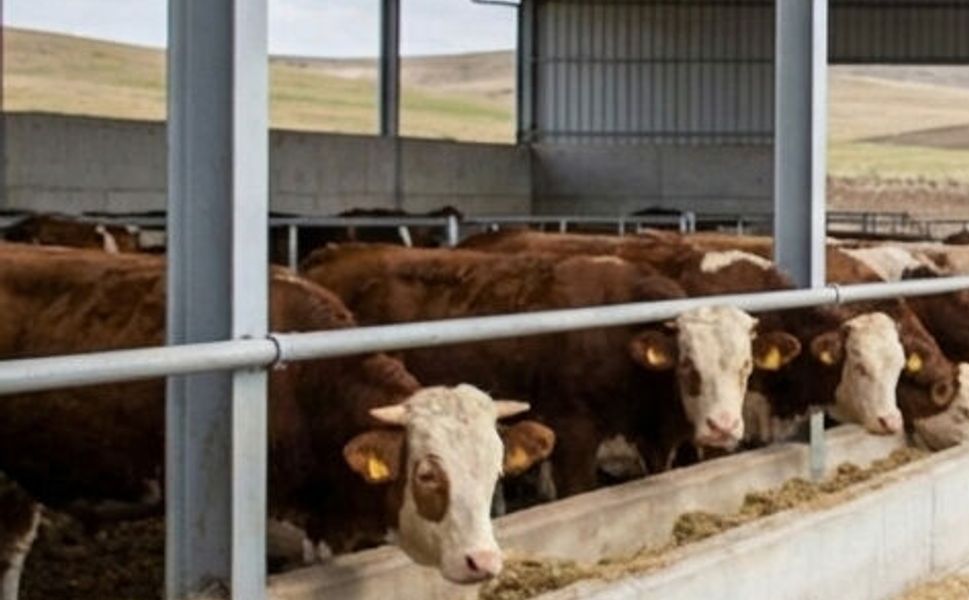 Besilik hayvan ithalatı başvuru takvimi değişti