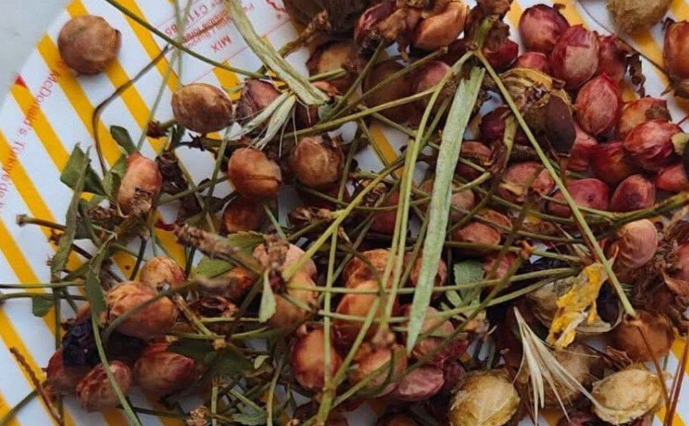 Çöpe Değil Toprağa: Kırşehir’de Meyve Çekirdeği Biriktirme Projesi Başlatıldı