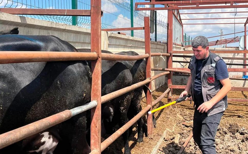 Kırşehir’de hayvancılığa saha kalkanı: Ekipler üreticinin yanında