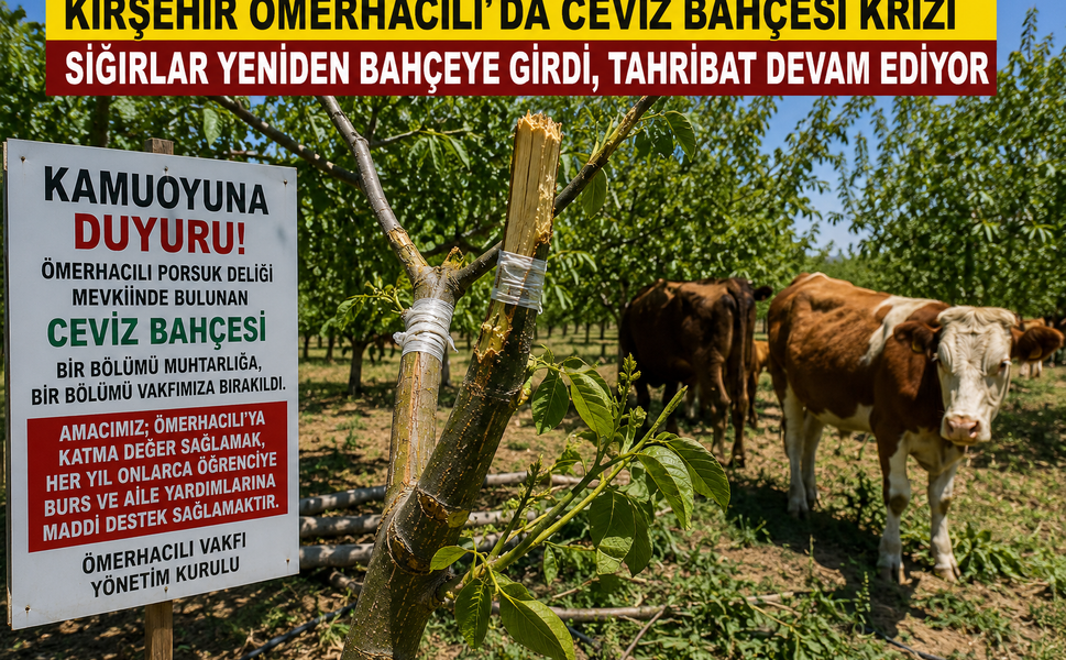 Ömerhacılı’da Ceviz Bahçesi Alarmı! Vakıf Yönetiminden Sert Tepki
