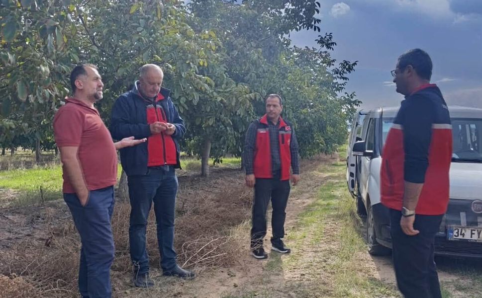 Kırşehir’in ceviz diyarı Kaman’da hasat mesaisi başladı