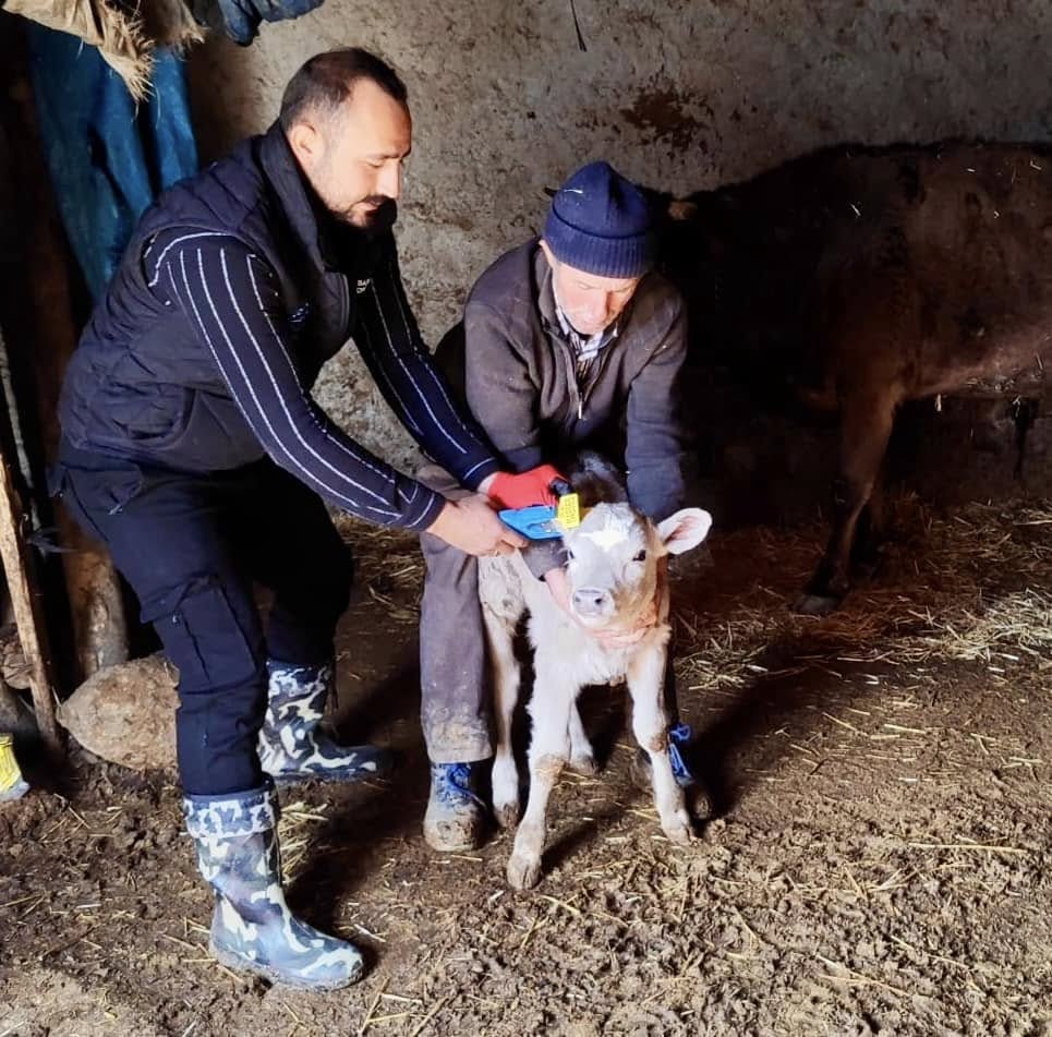 Kırşehir’de Buzağı Küpeleme Seferberliği Başladı