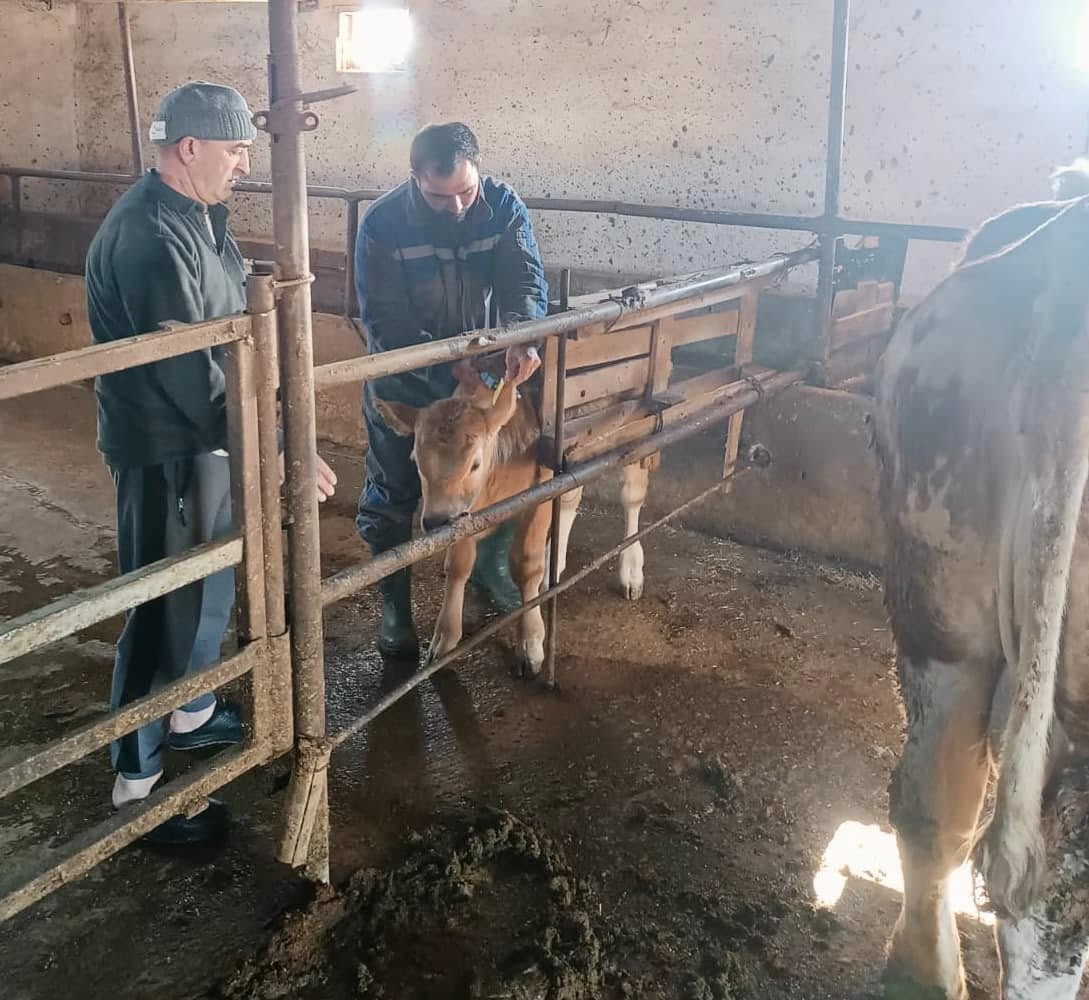 Kırşehir’de Buzağı Küpeleme Seferberliği Başladı4