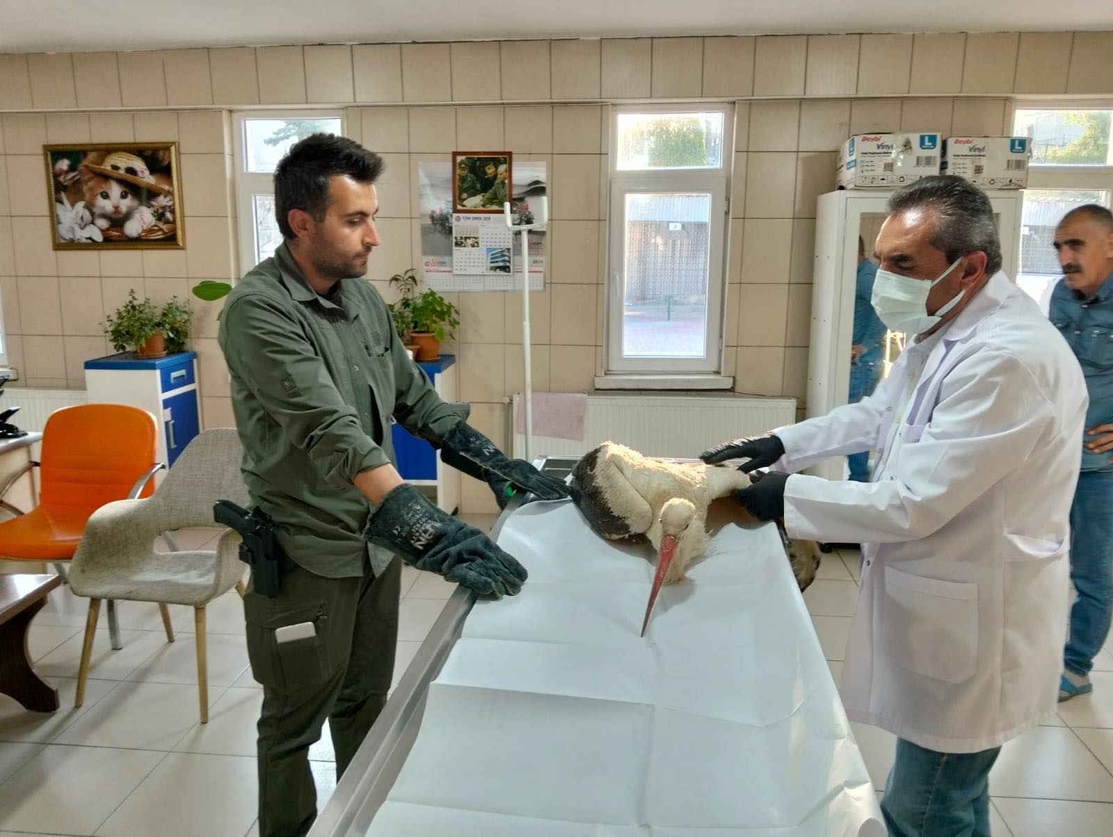 Kırşehir’de Duyarlılık Can Kurtardı, Bitkin Leylek Koruma Altında2