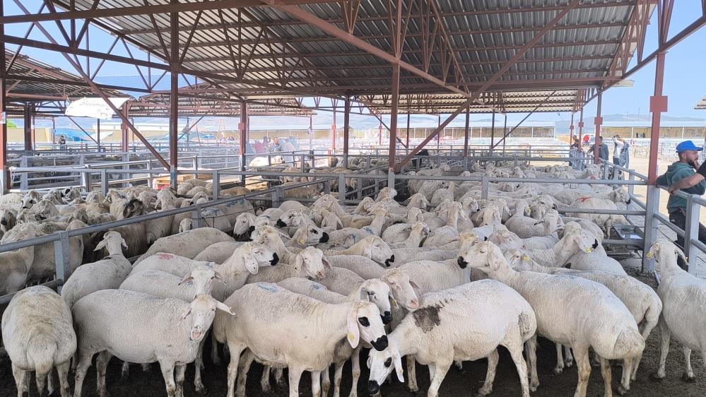 Kırşehir Hayvan Pazarında 1 Tonluk Inek 240 Bin Tl’ye Satıldı2