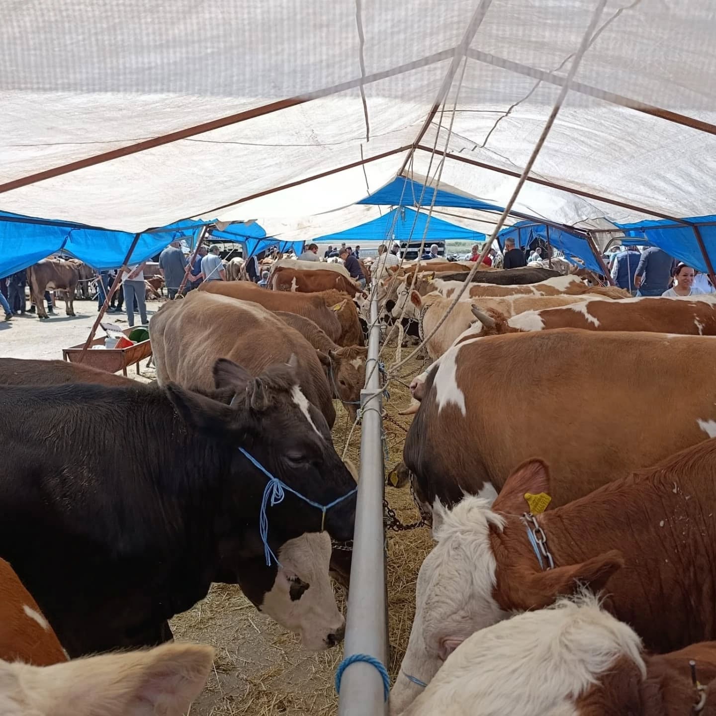 Kırşehir Hayvan Pazarı’nda Son Gün 1